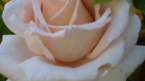 Что такое чайная роза?