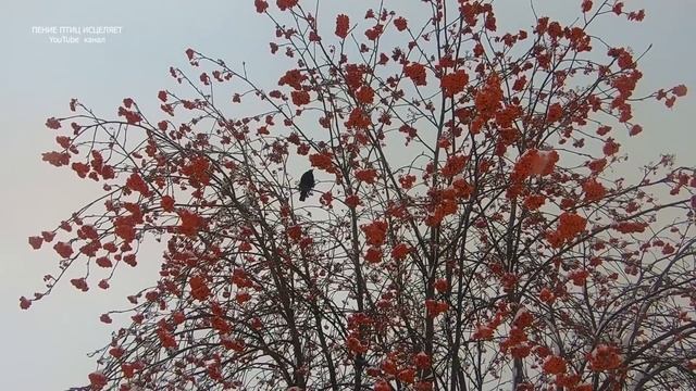 ЧЁРНЫЙ ДРОЗД,СИНИЧКИ,ВОРОБЬИ -НАЧИНАЕТСЯ ЗИМНЯЯ СКАЗКА.УСПОКАИВАЮЩЕЕ ПЕНИЕ ПТИЦ И УМИРОТВОРЕНИЕ. смотреть онлайн