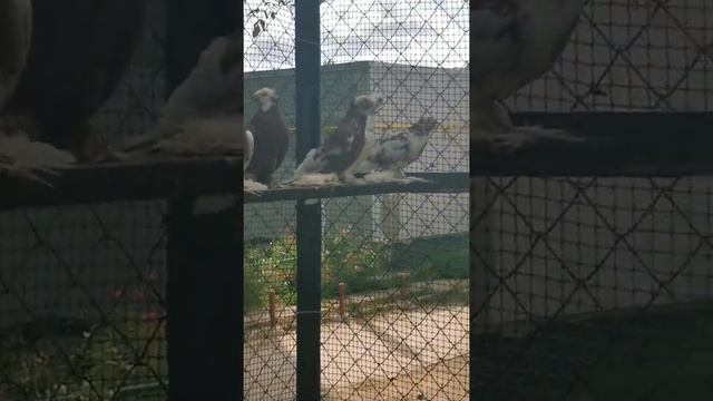 узбекские голуби на продажу смотреть онлайн