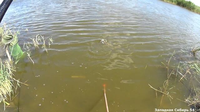 Нашёл Яму полную сазанов .Бешеный клёв сазана. Река кормит. Рыбалка в Сибири. смотреть онлайн
