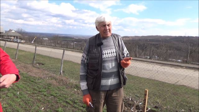 Агротехнические работы на демонстрационном участке с саженцами посажеными осенью 2019 - весной 2020