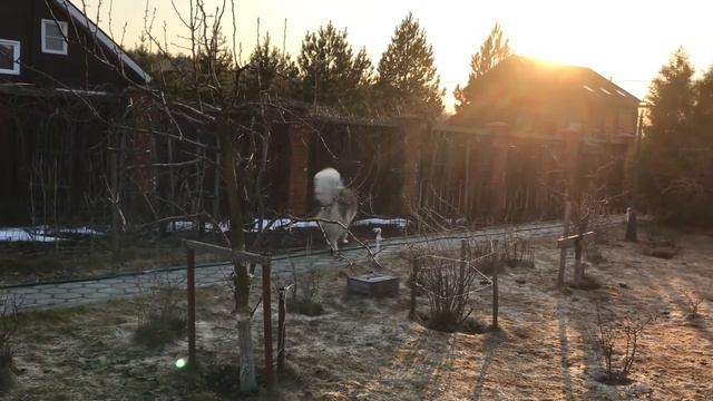 Есть такая работа кур загонять Кавказская овчарка Кузьма #Кавказскаяовчарка #Кузьма смотреть онлайн