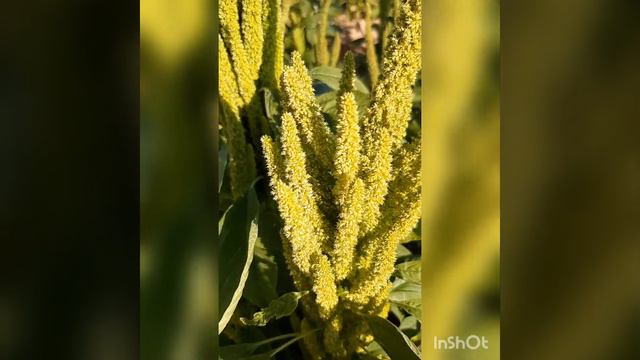 Green Rajgira Plants ( Amaranthus hypochondriacus) смотреть онлайн