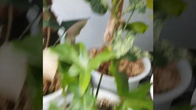 syngonium mojito holland เงินไหลมา โมขิโกะ ฮอลแลน ตัดแยกขายออกแล้ว смотреть онлайн