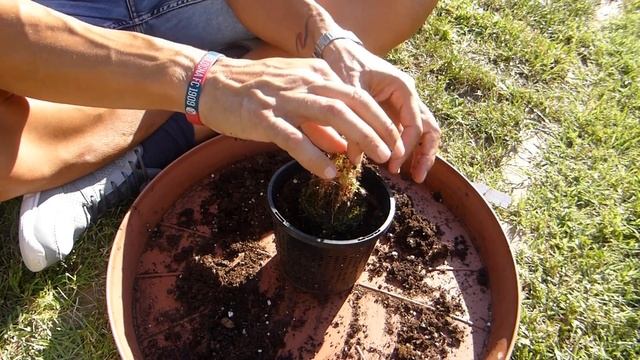 50.  DROSERA: ATTENZIONE SU DROSERA SCORPIOIDES E SEMINA DROSERA CAPENSIS