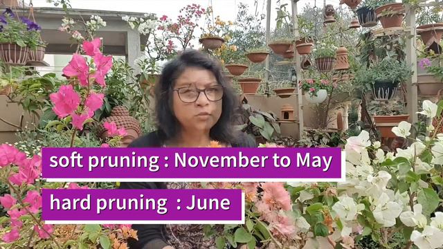 #Bougainvillea# how to get MoreFlowers | tips for caring and growing easy perennial plant смотреть онлайн