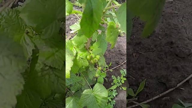 Дачный фитнес. Это продукты выращенные своими руками, а значит экологически чистые смотреть онлайн