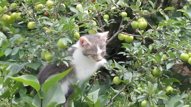Кот охотится за птичками смотреть онлайн