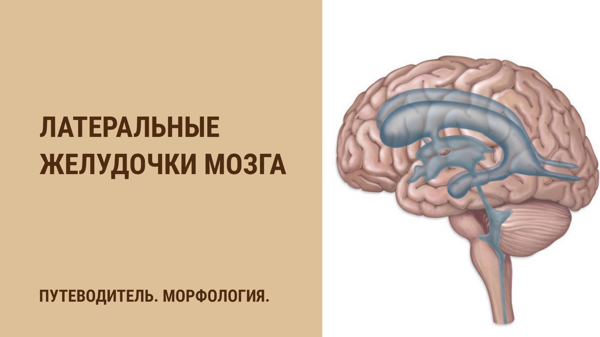 Латеральные желудочки мозга смотреть онлайн