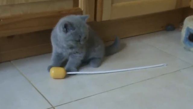 Ildika. Британский котенок. смотреть онлайн