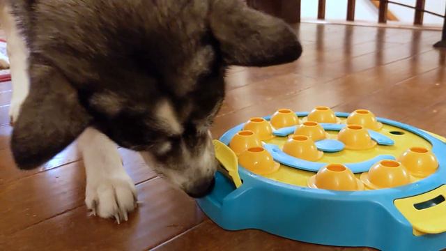 ALFHEIM Dog IQ Puzzle Toy - Unboxing & Review смотреть онлайн