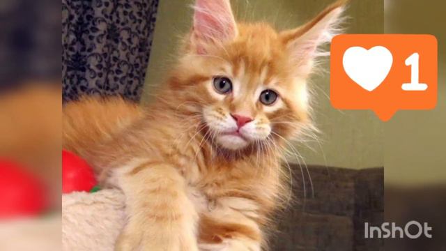 Котята мейнкуна @user-nl8ed1zl8h смотреть онлайн