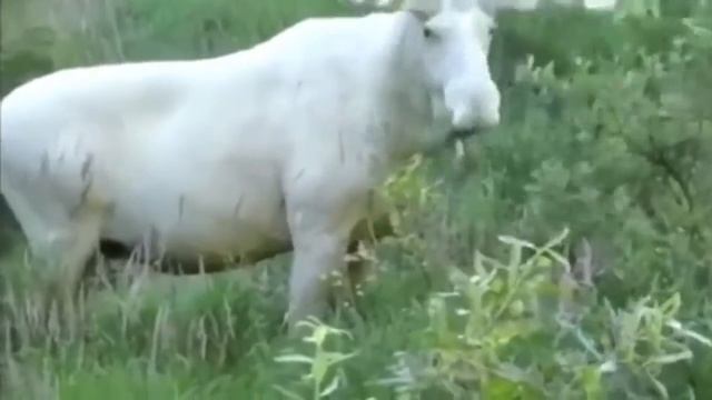 Белый лось альбинос в Швеции... смотреть онлайн