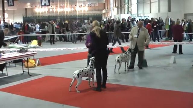 CACIB METZ 2010 (Fr) - Aida : open class Exc.1, CACS, CACIB, BOB !!! смотреть онлайн