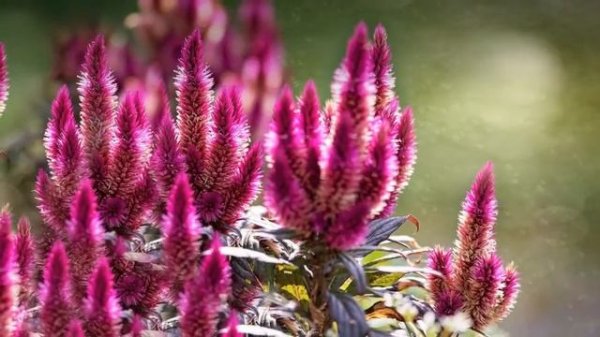 Celosia Growing Guide
