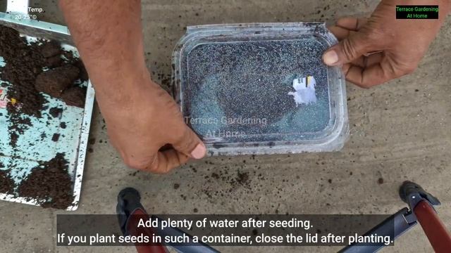 How To Grow Petunia From Seeds / How To Plant Petunia Seeds / How To Grow Petunia Plant & Seeds смотреть онлайн