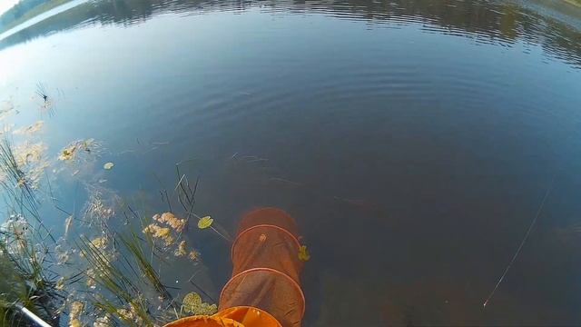 Рыбалка Даугава 12.08.2015.Ловля плотвы маxовой удочкой на пшеницу 3 смотреть онлайн