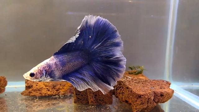 Петушок синий с белой каймой смотреть онлайн