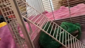 Обустраиваем клетку для крыс