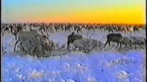 Жизнь на Чукотке.mp4