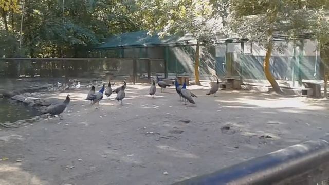 Bird Peacock Flying. Peacocks Sound, Call, Song, Voice, Walking Video Youtube. Peacock Live, Life