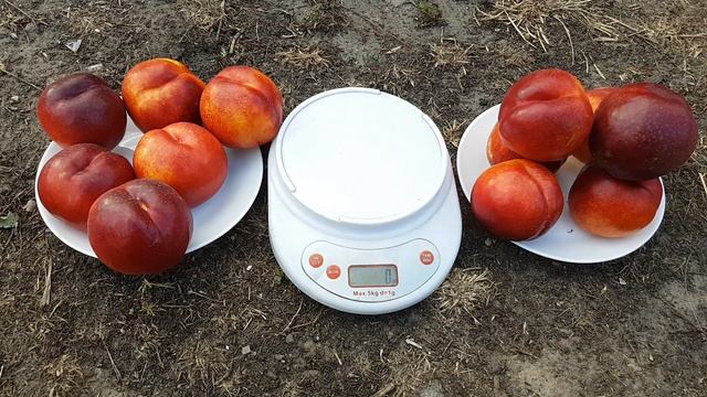 NECTARINE RED JINE \ НЕКТАРИН РЕД ДЖЮН смотреть онлайн