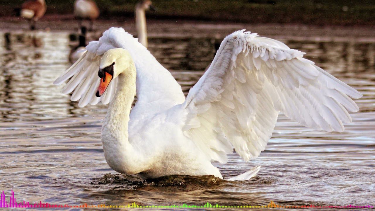 Swan Lake   Ballet    Behind The Scenes  HD