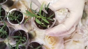 Вегетативная гвоздика (черенкование и формировка куста)