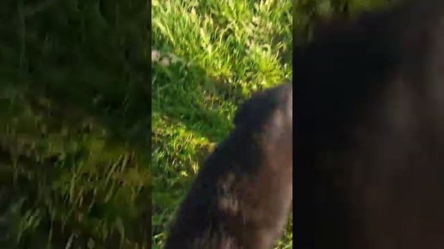 Габо растёт. Щенок, метис хаски и овчарки. смотреть онлайн