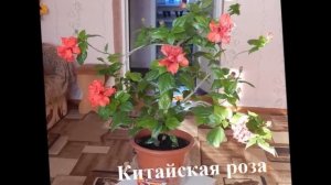 Цветущие комнатные растения  Фото+названия