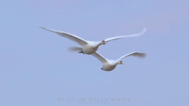 ГУСИ-ЛЕБЕДИ видеозарисовка смотреть онлайн