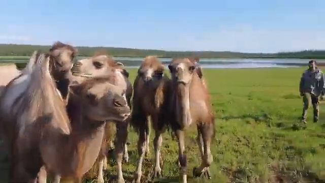Весна 2022 у верблюдов в Плейстоценовом парке. смотреть онлайн