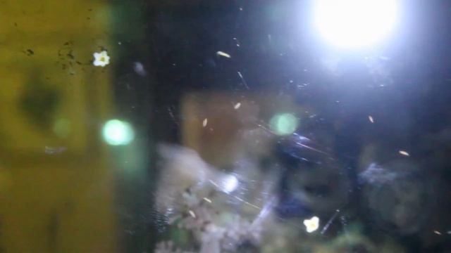 Bristle Worm Epitokes? In my reef tank - first time seeing this.. Polychaete смотреть онлайн