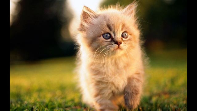 МИЛЫЕ ЛЮБИМЫЕ КОТЯТА смотреть онлайн