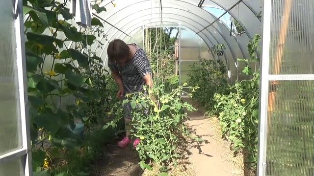 VLOG. Жизнь в деревне, утро: в теплице, в картошке. смотреть онлайн