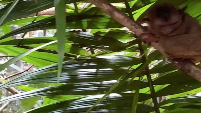 Заповедник тарсиеров. Bohol tarsier conservation area смотреть онлайн