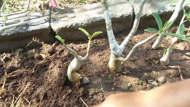 STOP BUANG CUTTING ADENIUM DAN LIHAT HASILNYA смотреть онлайн