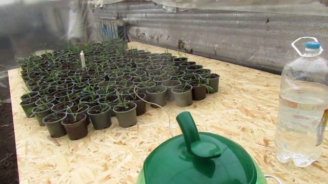 Как я увеличил влажность в теплице!!!! смотреть онлайн