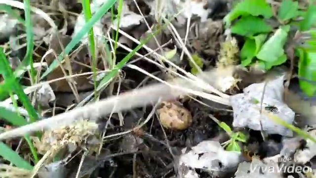 Последние дни весны 2020. Шампиньоны.. смотреть онлайн