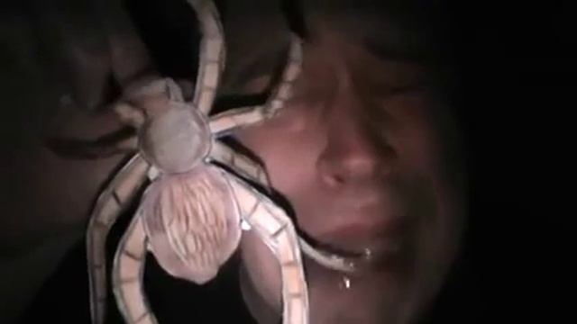 Я боюсь паука смотреть онлайн