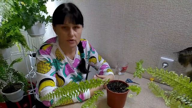 #Мои_комнатные_растения_2021 // Спустя 16 дней // Что c Нефролеписом смотреть онлайн