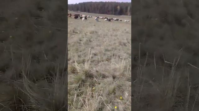 Различие от казахского курдючного кошокара и элдибаевского кошкара смотреть онлайн