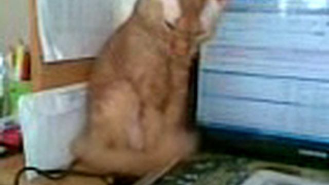Котенок спит сидя.3gp смотреть онлайн