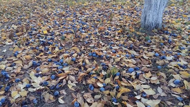 Созревшие сливы , опавшие листья . смотреть онлайн