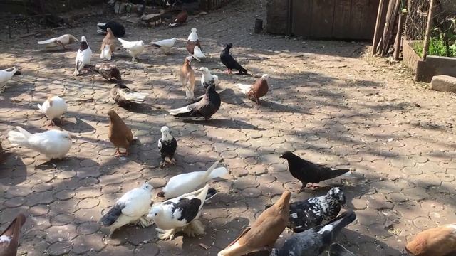 Приучаем молодых голубей, чтобы после полетов садились на голубятню. Чистотелом не кормлю. смотреть онлайн
