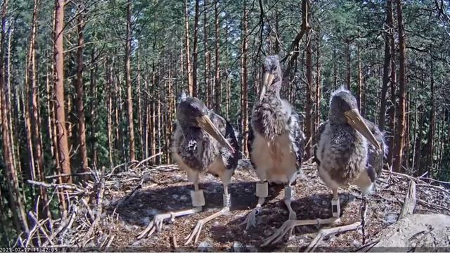 Черный аист . Птенцы видят маму. The storks saw their mother. смотреть онлайн