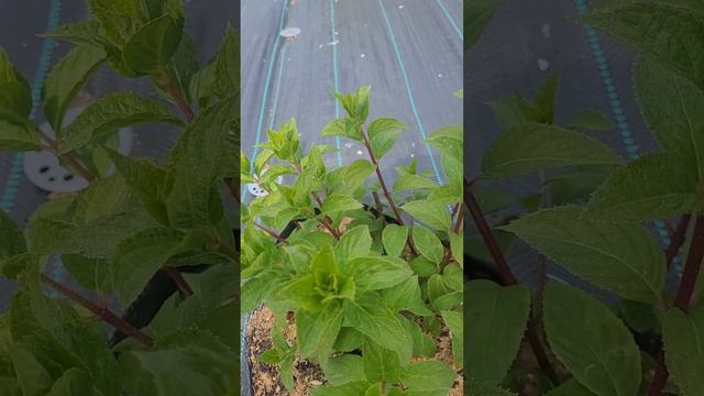 Нормировка кустов гортензии. смотреть онлайн