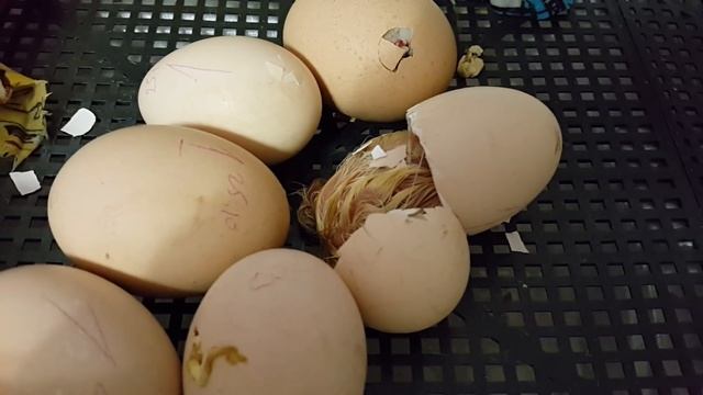 Рождение цыпленка, вылупление цыпленка из яйца смотреть онлайн