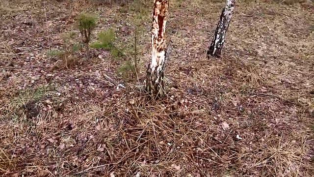 Поиск рог лося 21.04.2021 смотреть онлайн