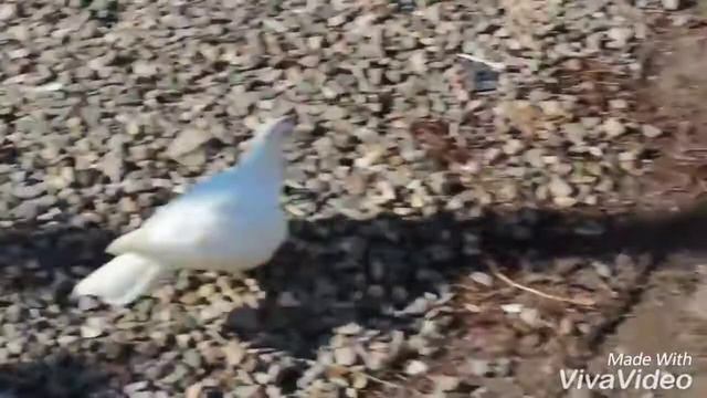 Забивной Бакинец смотреть онлайн